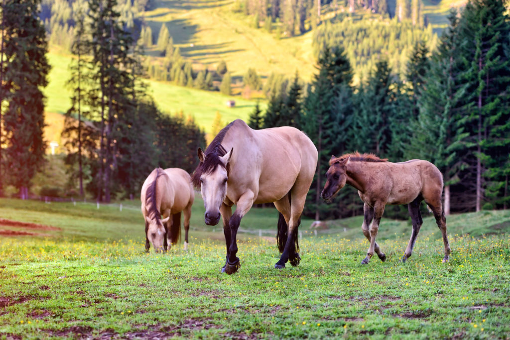 horses on the meadow in the mountains 2022 02 02 05 05 07 utc