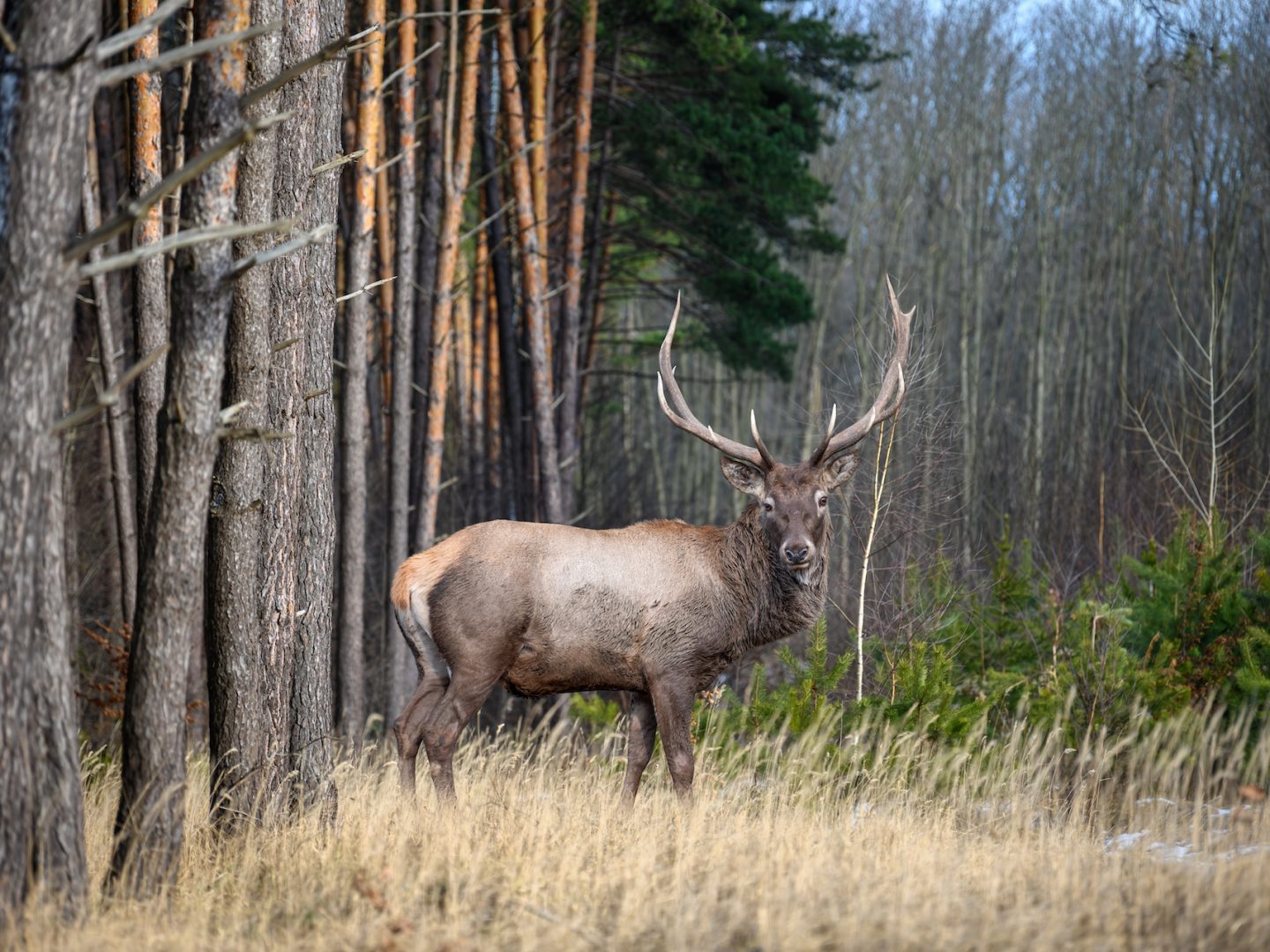 Adult male deer on a background of forest. Animal in natural habitat. Wildlife scene
